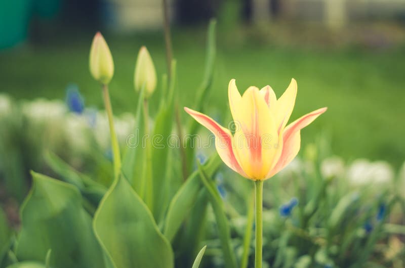 field flowers yellow tulip. Spring flowers. Beautiful meadow/ Beautiful nature scene with blooming white tulip, closeup royalty free stock images field flowers yellow tulip. Spring flowers. Beautiful meadow/ Beautiful nature scene with blooming white tulip, closeup royalty free stock images