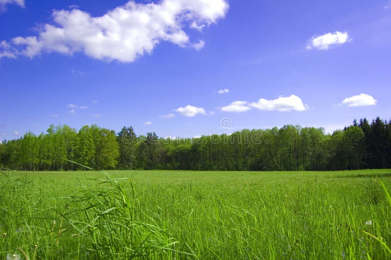 Field and forest conceptual image.