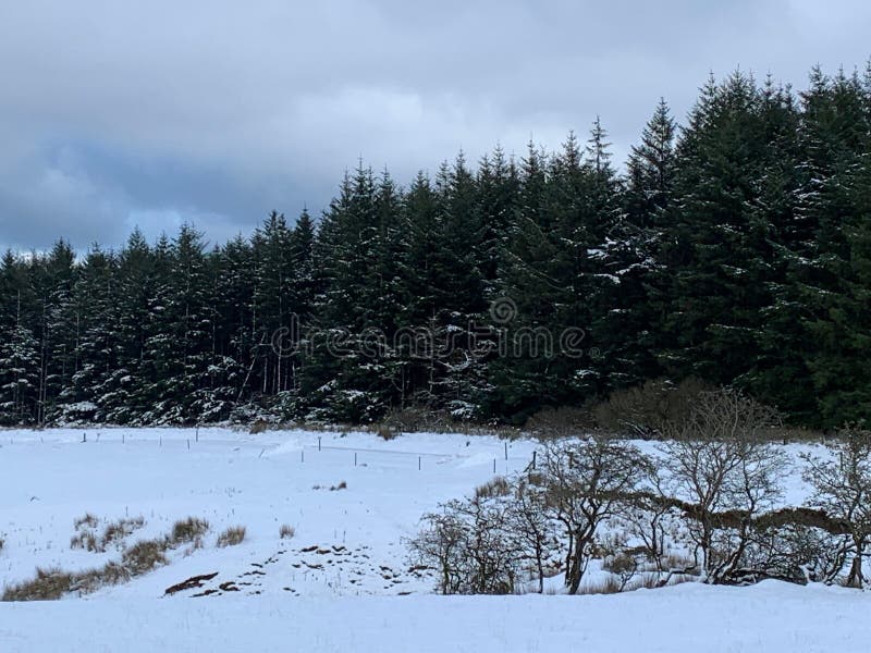 Field and forest covered in snow royalty free stock photo Field and forest covered in snow royalty free stock photo