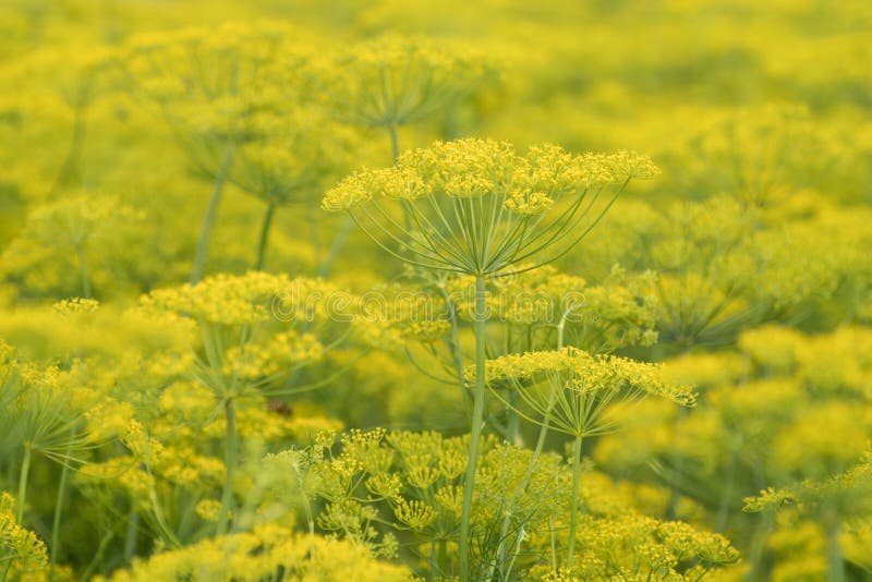 Fennel stock photo. Image of food, fennel, fresh, vital 45114564
