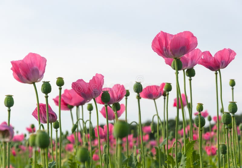 Field full of pink poppies