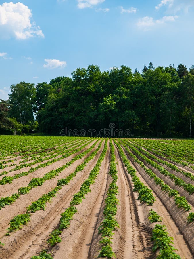 Field with furrows royalty free stock image