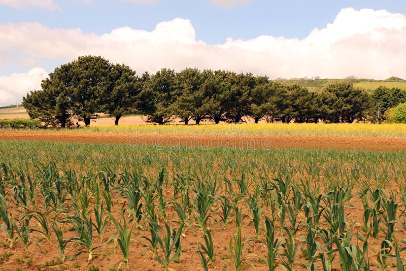 Field of Garlic royalty free stock photo Field of Garlic royalty free stock photo