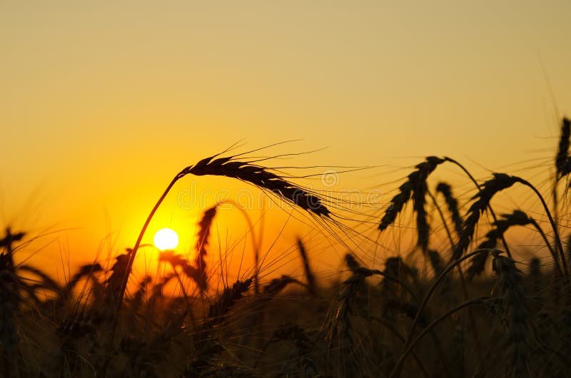 Field in golden sunset