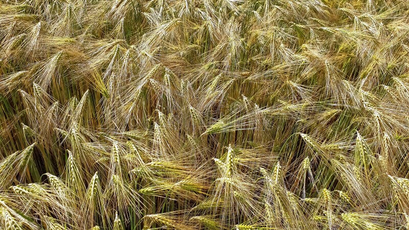 Field of grain royalty free stock photography Field of grain royalty free stock photography