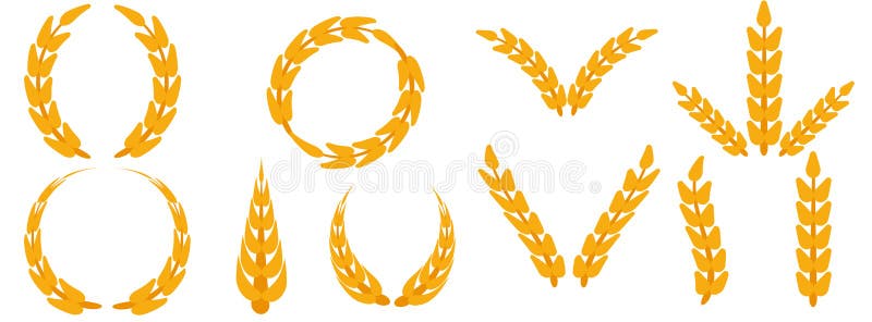 Field grain set ear wheat vector. Harvest farm bread rye agriculture food. Cereal barley isolated background plant. Crop icon gold