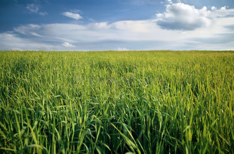 Field of grass