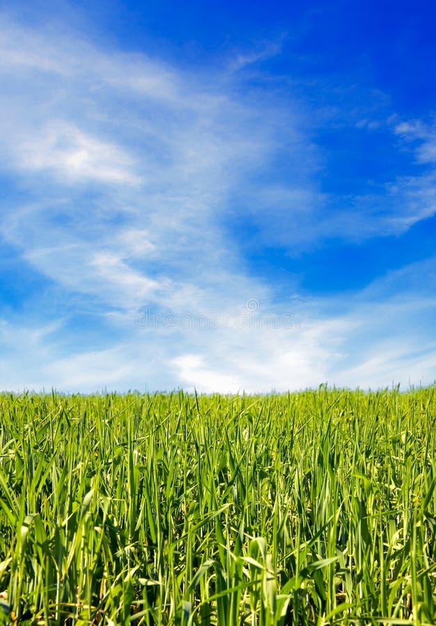 Field of Grass and Blue Sky Stock Image Image of grass, horizon 20230667