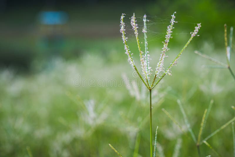 Field of grass flowers, pink flowers, field background, flowers background. The field of grass flowers, pink flowers, field background, flowers background stock image Field of grass flowers, pink flowers, field background, flowers background. The field of grass flowers, pink flowers, field background, flowers background stock image