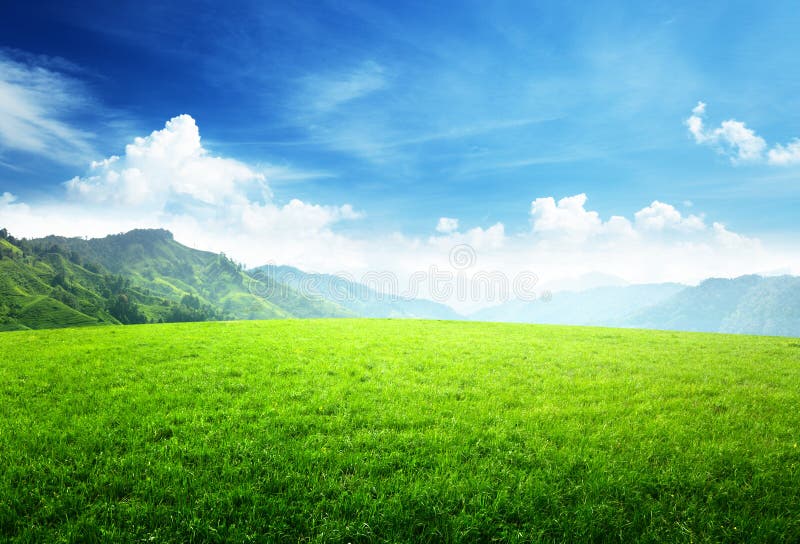 Field of spring grass in mountain. Field of spring grass in mountain