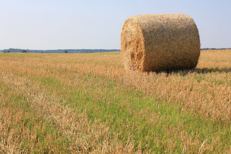 Field and grass