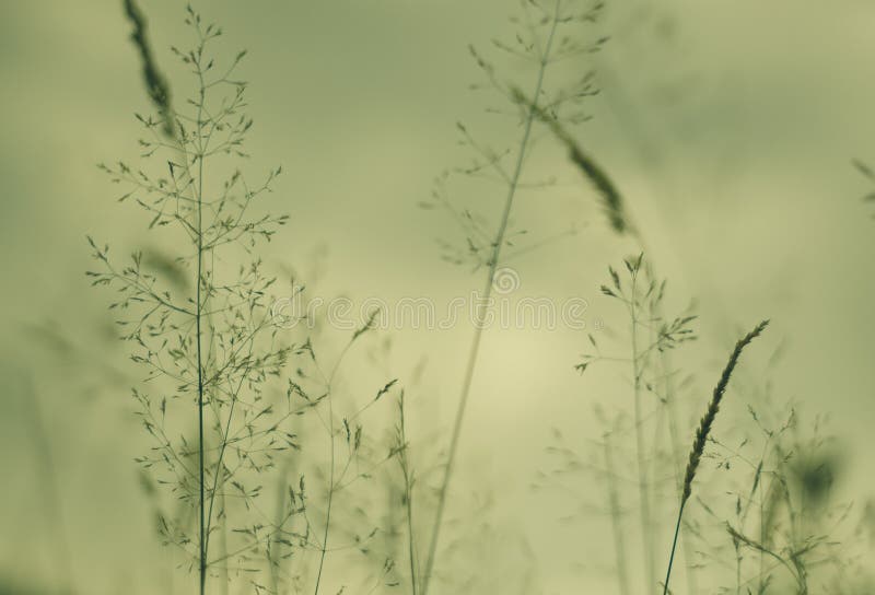 Field grass/vegetation detail