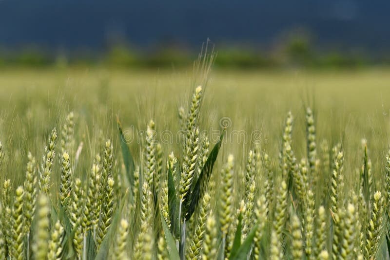 Field with Green Barley Cereal Grain Plants Stock Image Image of
