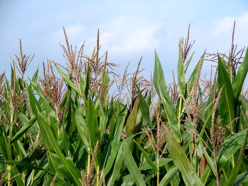 Field of green corn