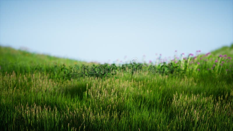 Field of green fresh grass under blue sky stock illustration