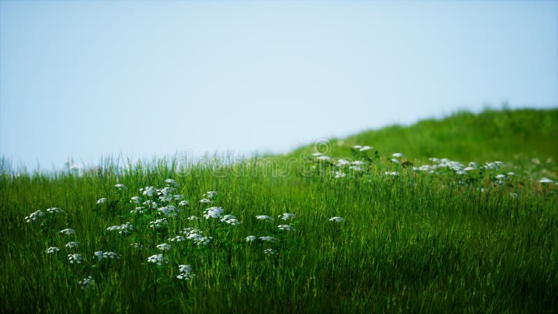 Field of green fresh grass under blue sky vector illustration