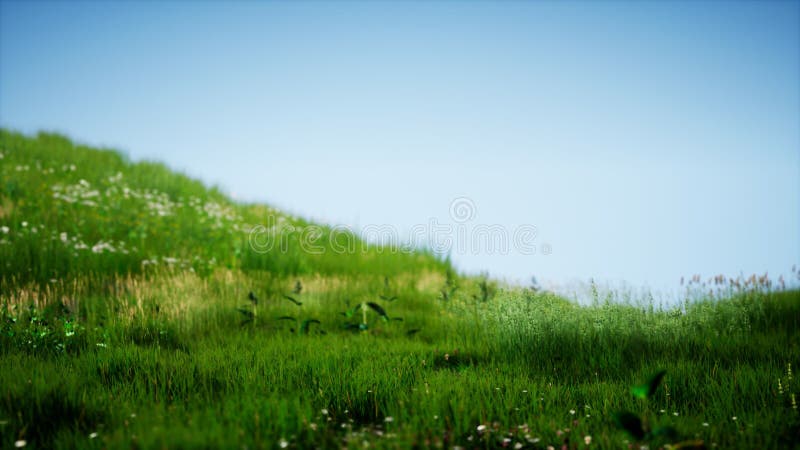 Field of green fresh grass under blue sky stock illustration