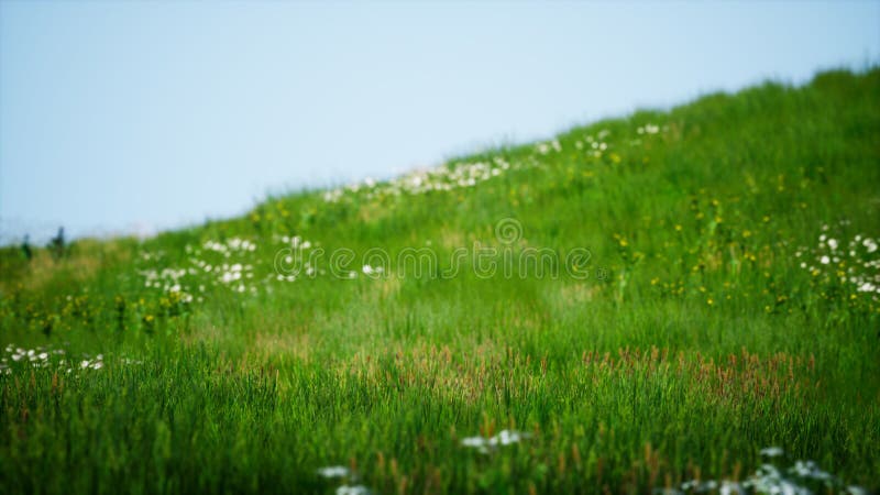 Field of green fresh grass under blue sky vector illustration