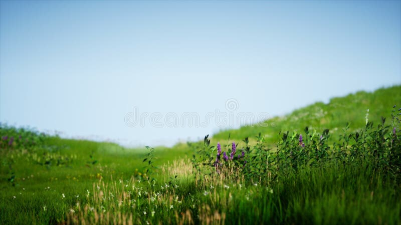 Field of green fresh grass under blue sky vector illustration