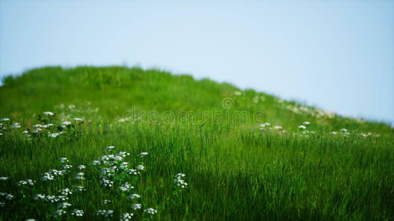 Field of green fresh grass under blue sky stock illustration