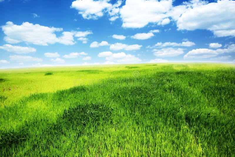 Field of green grass and blue cloudy sky