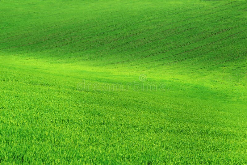 Field with green grass and blue sky with clouds on the farm in beautiful summer sunny day. Clean, idyllic, landscape with sun.