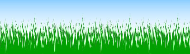 Field, green grass on white background - vector stock illustration
