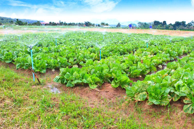 Field of Green Leaf