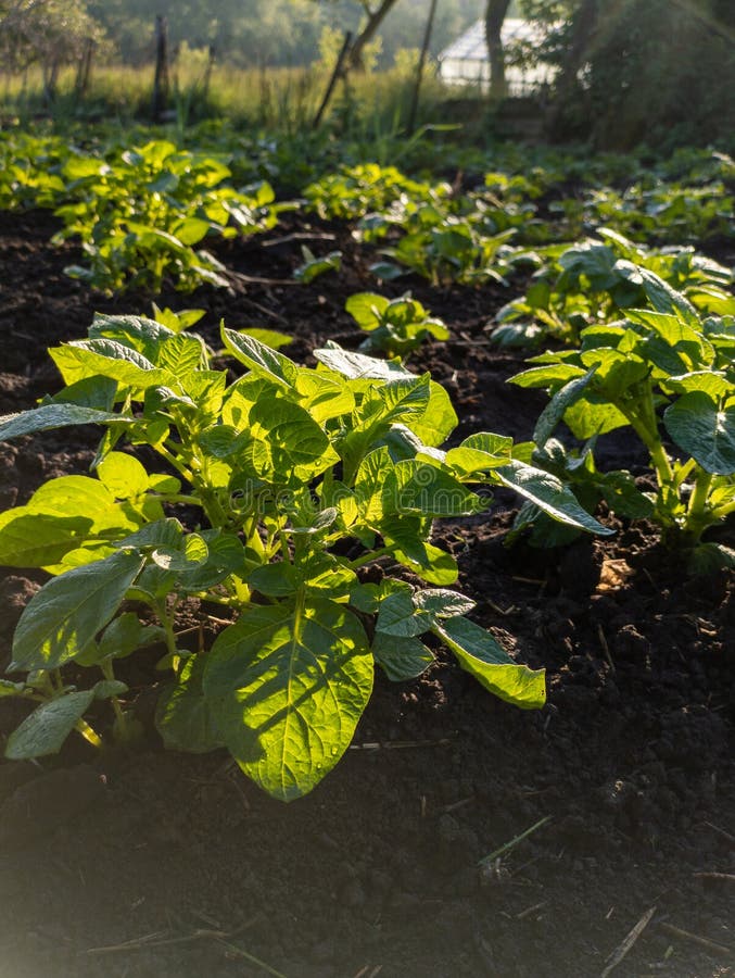 A field of green plants growing in the sun stock photos