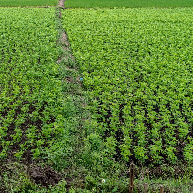 Field of green plants stock photo. Image of farm, fresh 109819912