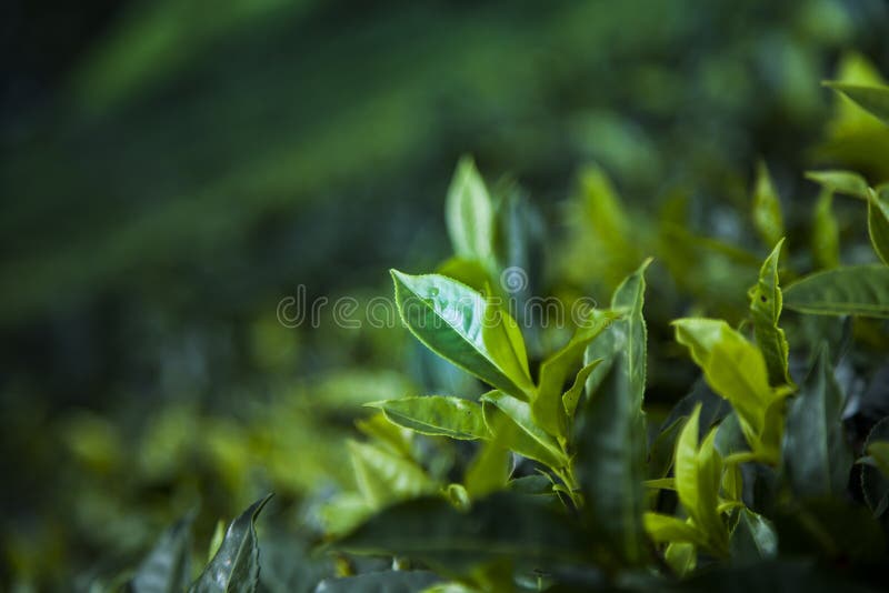 Field of Green Tea Plantation Stock Image Image of garden, organic