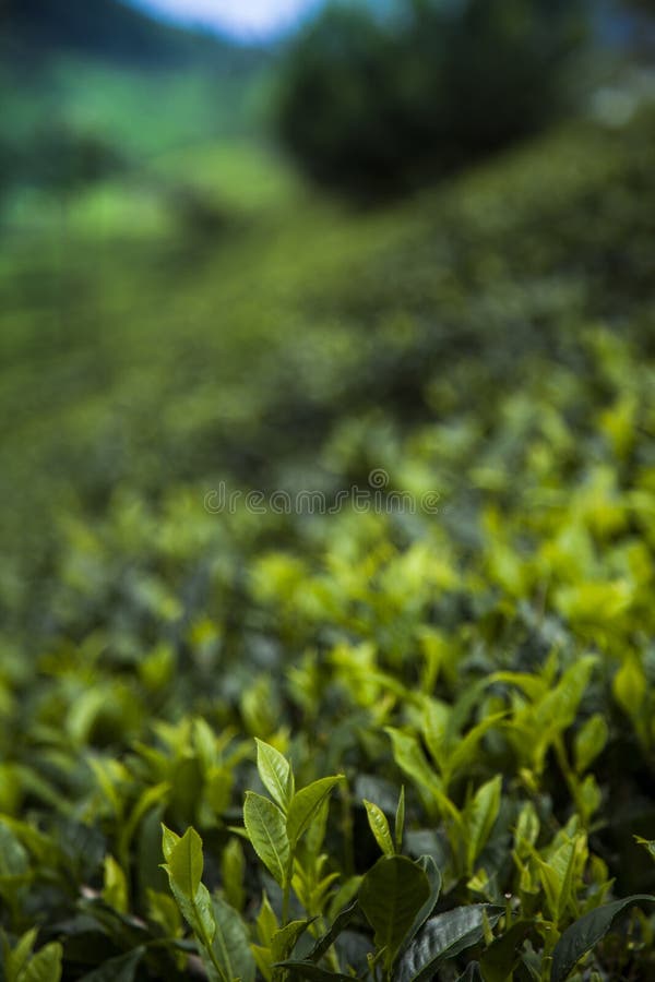 Field of Green Tea Plantation Stock Photo Image of season, landscape