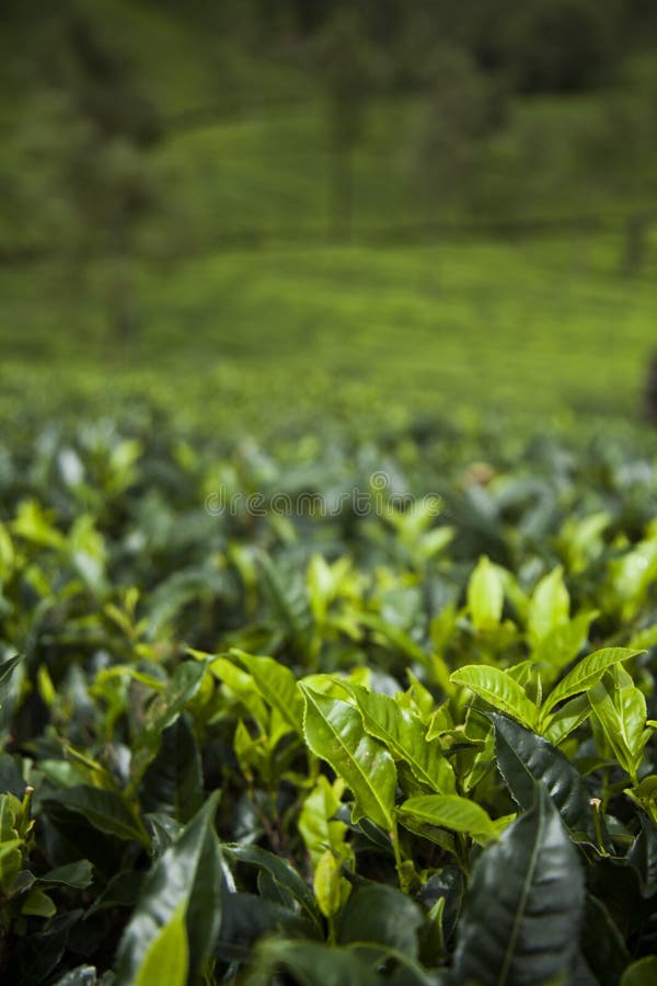 Field of Green Tea Plantation Stock Image Image of agriculture