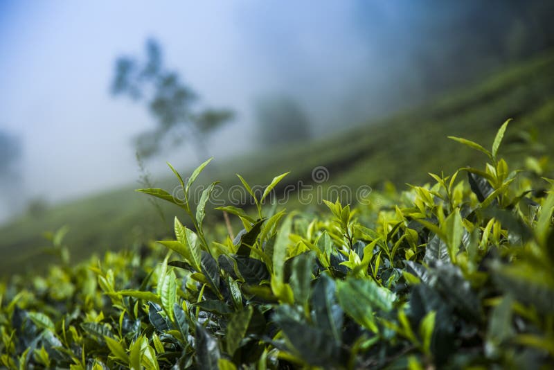 Field of Green Tea Plantation Stock Image Image of fresh, hill 218703829