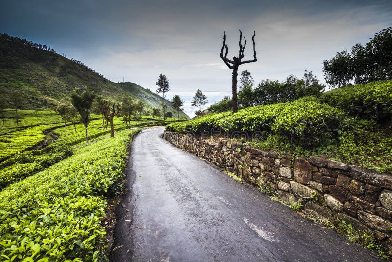 Field of Green Tea Plantation Stock Photo Image of mountain