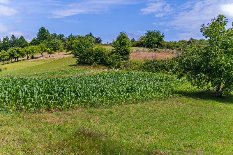 A field of green young corn among clear meadows on a hill under a clear blue sky