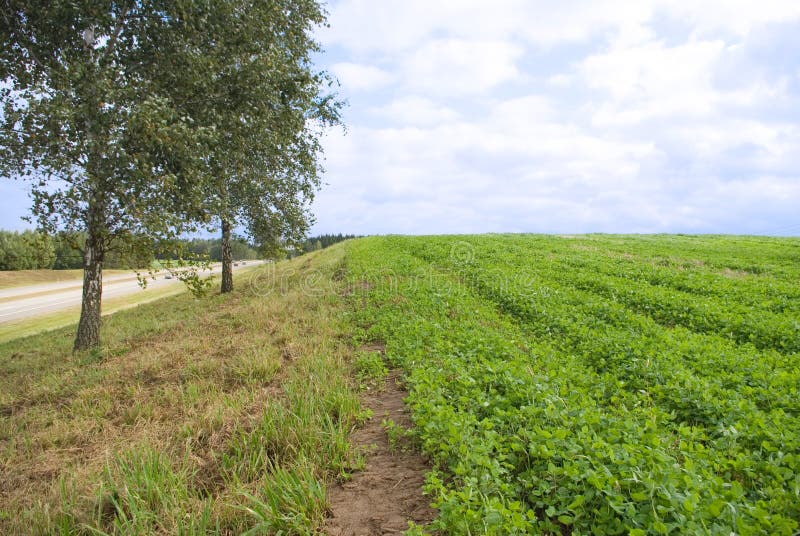 Field of greens stock image. Image of greens, clover 10891613