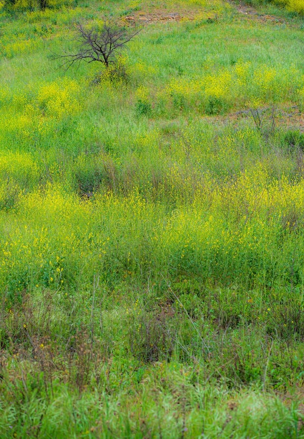 Field with growing grass stock photo. Image of field 269553044