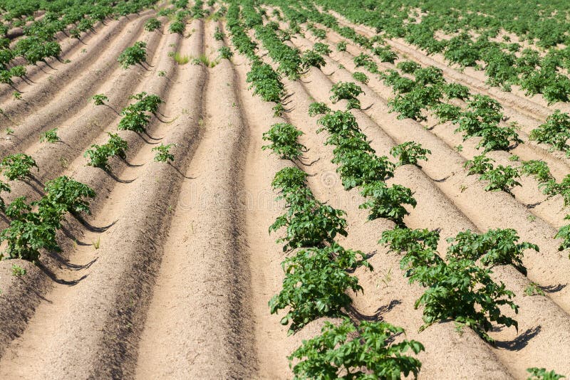 Field with Growing Green Potatoes. Stock Image Image of farm