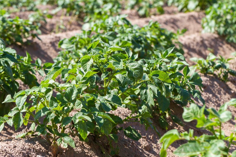 Field with Growing Green Potatoes. Stock Photo Image of growth