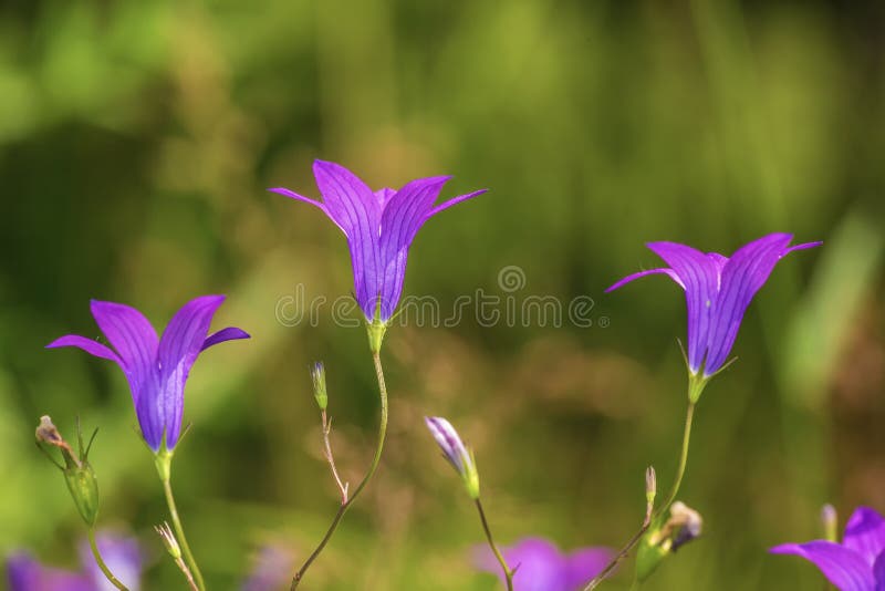 Violet Handbells Stock Photos Free & RoyaltyFree Stock Photos from