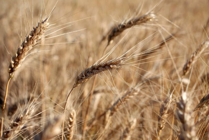 Field before harvest. stock image. Image of farming, kernel 11365471