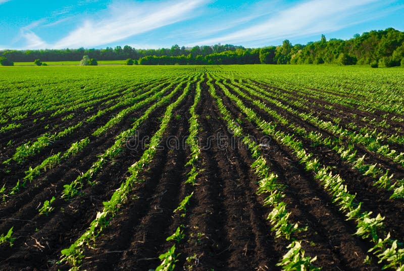 Field before the harvest