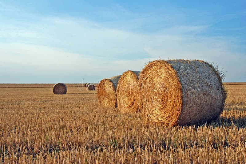 Field after harvest stock photo. Image of garner, barley - 3568734