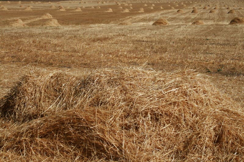 Field after the harvest