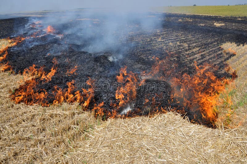 On the Field Burning Stubble and Straw Stock Photo Image of black