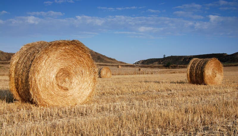 Field of hay bales