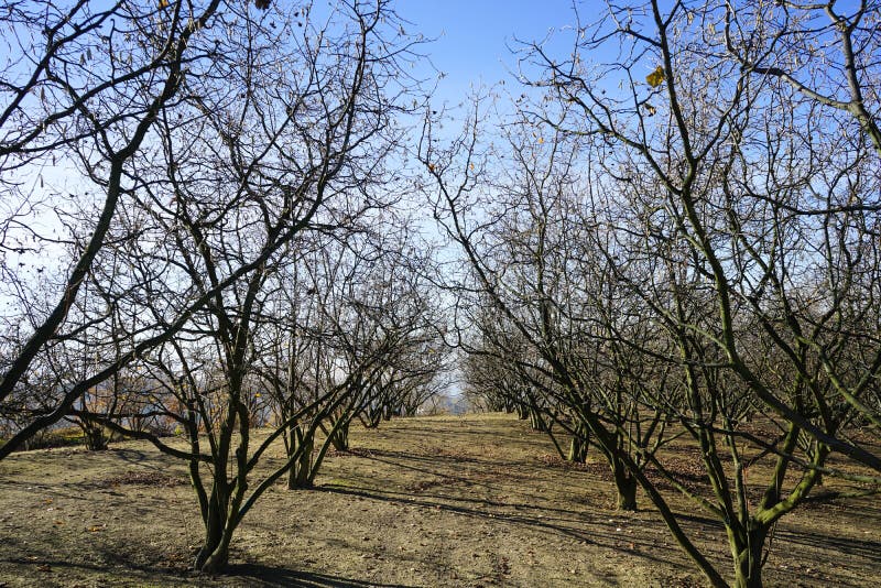 Field of Hazelnuts in Winter Stock Photo Image of hazel, field 120036676