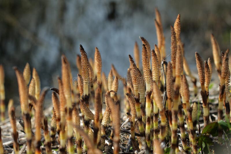 Field horsetail stock photo. Image of horsetail, biodiversity 86588486