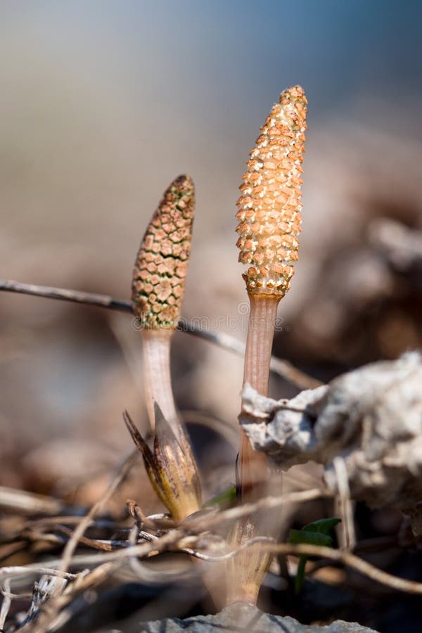 Field Horsetail stock photo. Image of season, close 144676108